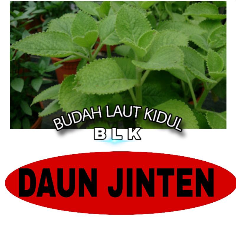 

Daun jinten fresh | daun jinten fresh | 1pcs = 400 gram
