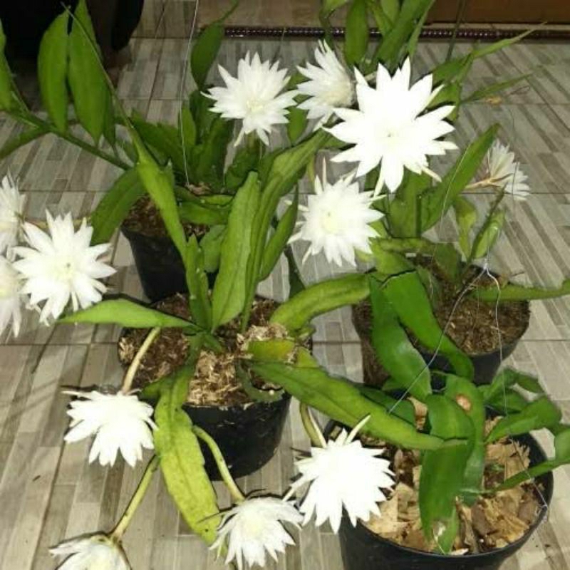 Tanaman hias wijaya kusuma - Bunga wijaya kusuma - Tanaman wijaya kusuma