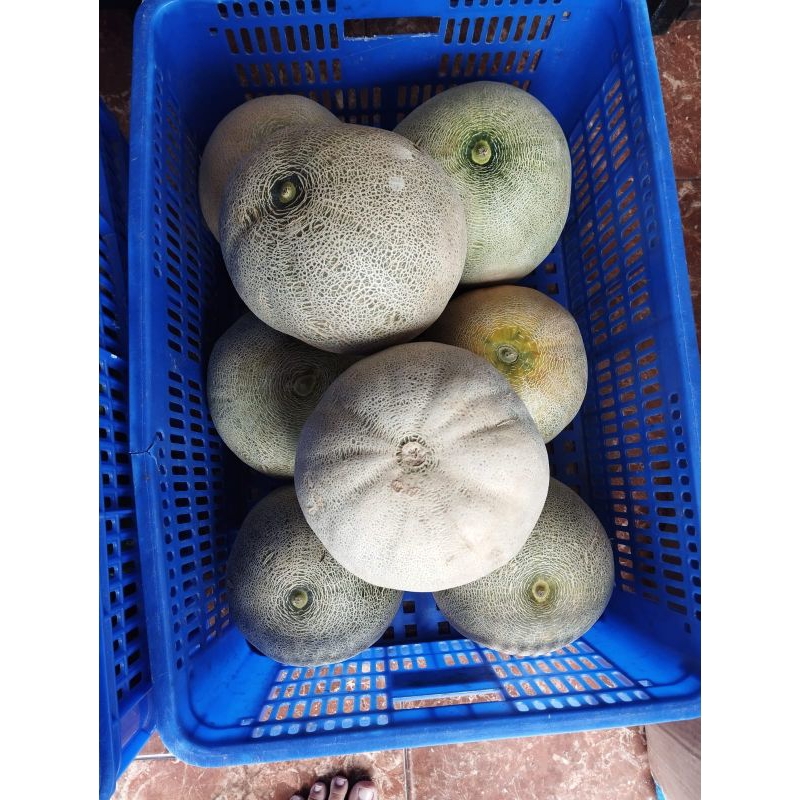 

Melon Madu Perglundung