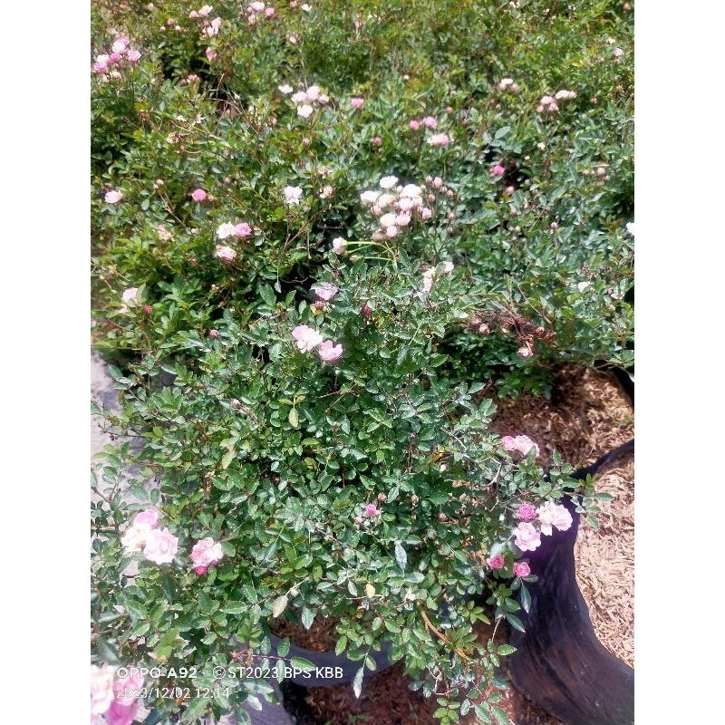 tanaman mawar babyrose Minion jumbo rimbun