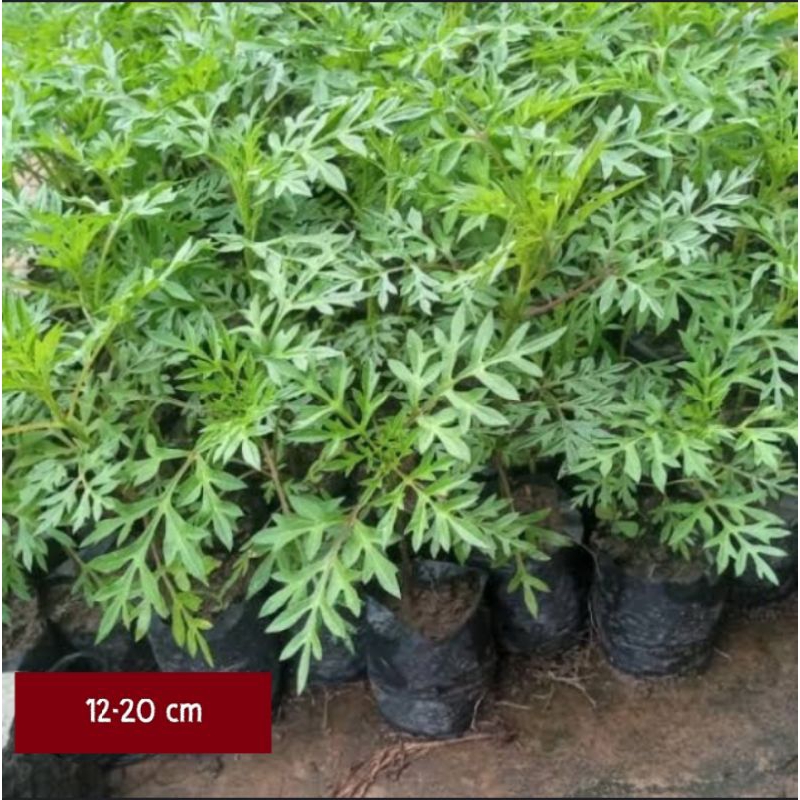 KENIKIR BESAR MURAH, KENIKIR, BIBIT KENIKIR