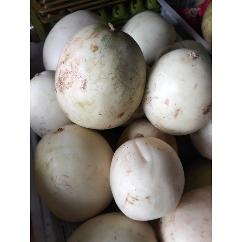 

Timun Suri Matang Sekilo