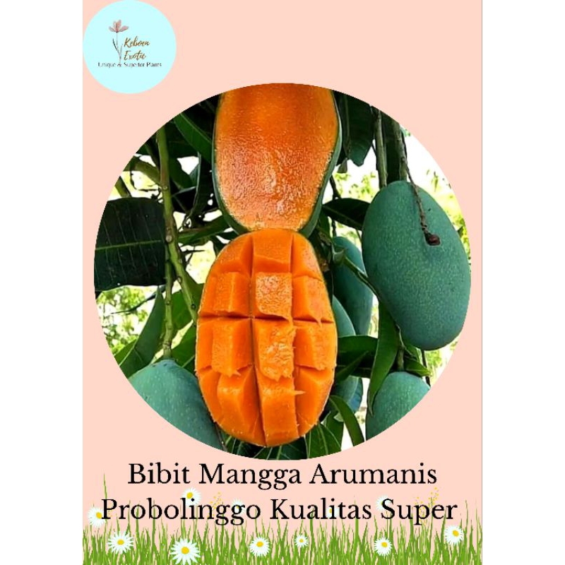 Bibit Mangga Madu Unggul Arumanis Probolinggo Kualitas Super