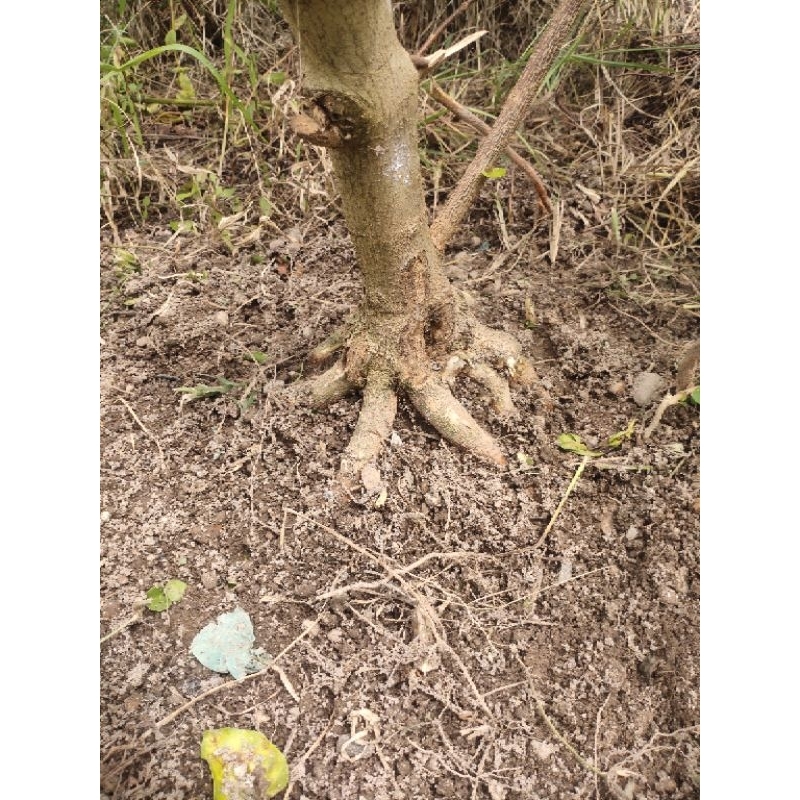 bahan sancang program akar bahan mame