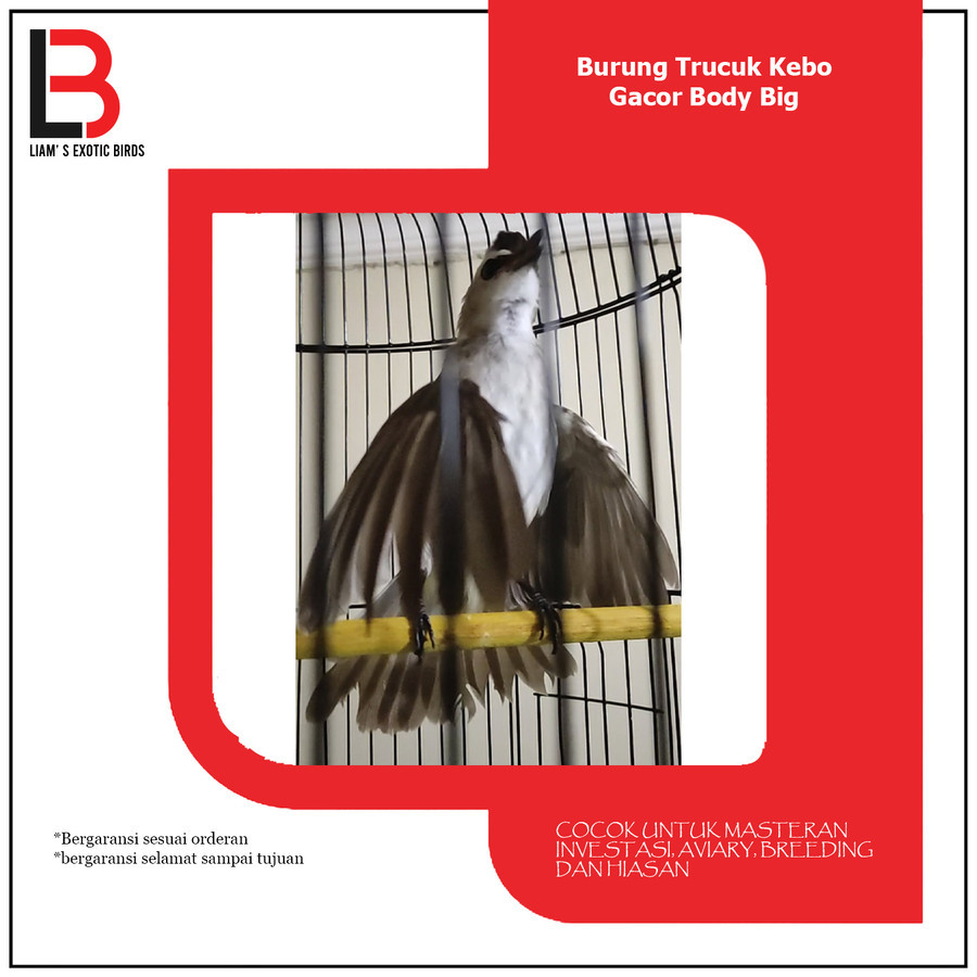 Burung Trucuk Gacor NGeroll Body Big Dari Anakan Jinak Sehat Full Mulus