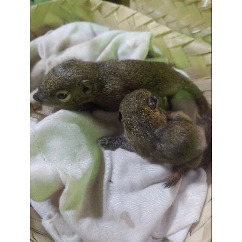 ANAKAN TUPAI KEKES ( SATUAN )