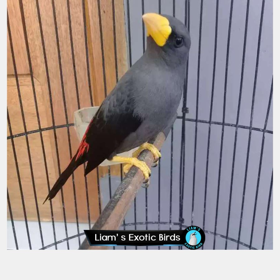 Jalak Rio Rio Mulus Rawatan Voer Total cocok untuk Masteran