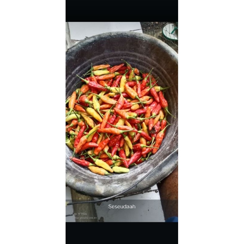 

cabe merah/cabe jabl4y/cabe hot