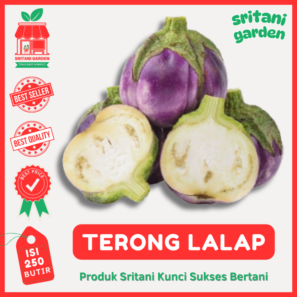 (250 Biji) Benih Terong Lalap Ungu | Terong Lalap | Terong Ungu Lalap | Bibit Sayur Kualitas Unggul