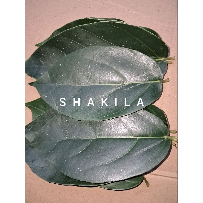 

daun cingcau segar atau daun camcauh 35 lembar