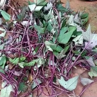 

BIBIT UMBI JALAR UMBI KETELA UNGGU