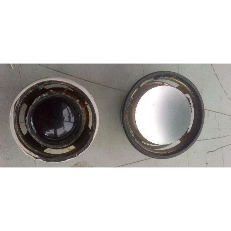 sepiker tanpa daun sepiker hidup