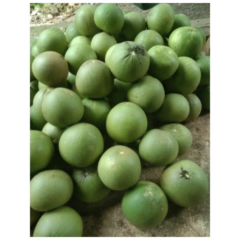 

PAKET HEMAT 3 PCS JERUK PAMELO MADU TANPA BIJI BERAT 2 KG MANIS KHAS LERENG GUNUNG MURIA