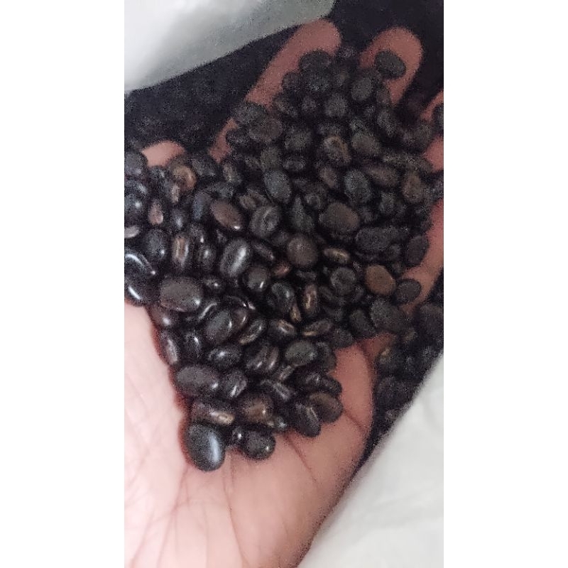 kacang MB lokal ( Mucuna bracteata )