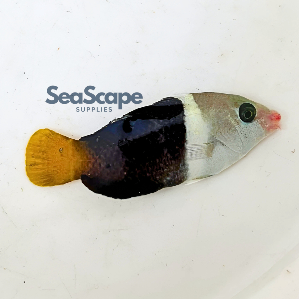 Ikan Hias Akuarium Air Laut Tikusan / Keling Tikus (Half and Half Wrasse Fish) Aquarium Aquascape Ma