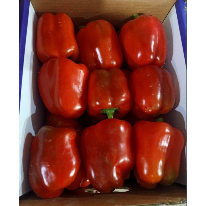

paprika merah segar 1.kg
