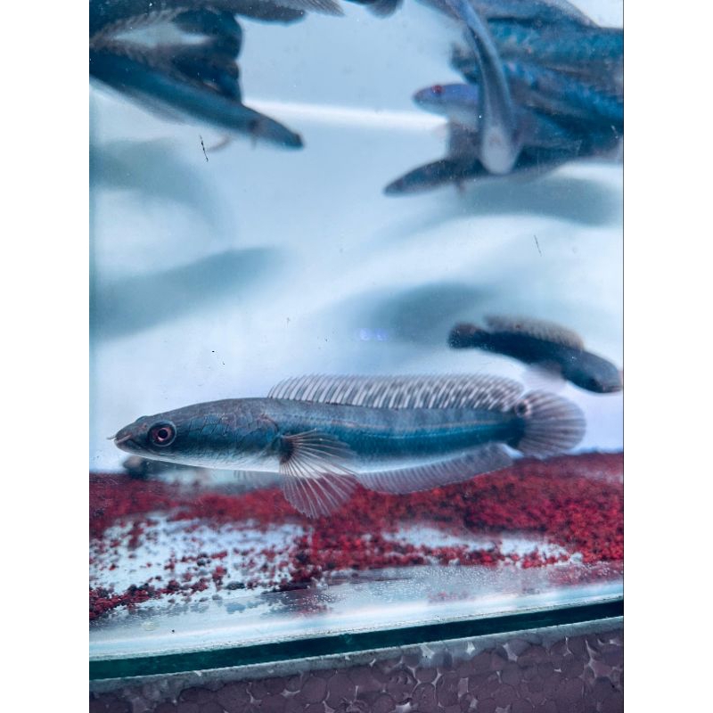 hiasan aquarium ys 17-20cm