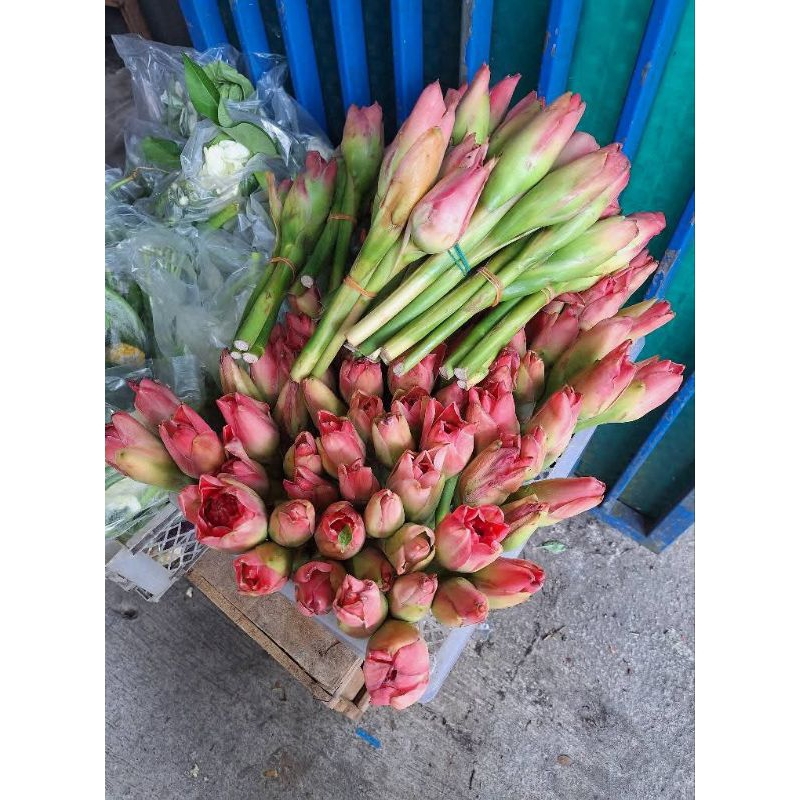 

Bunga Kecombrang Kincung Segar, Bunga Honje Fresh 1/2 KG