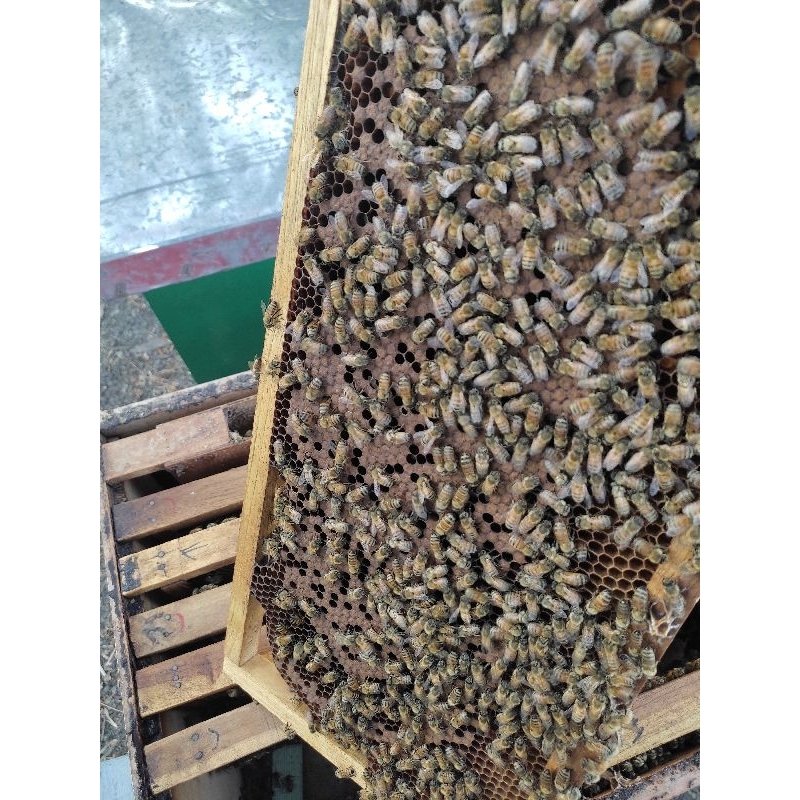Bibit koloni lebah apis mellifera isi 2 sarang