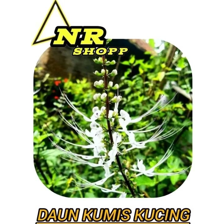 

Kemasan 500gram daun kumis kucing segar fres