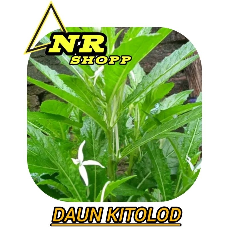 

100gram daun kitolod segar daun korejat