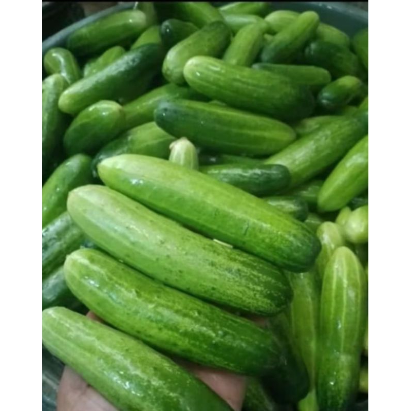 Timun Baby Segar / Timun Lalap