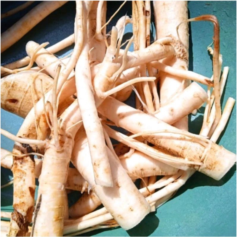 

Akar Pepaya Segar 1kg Herbal