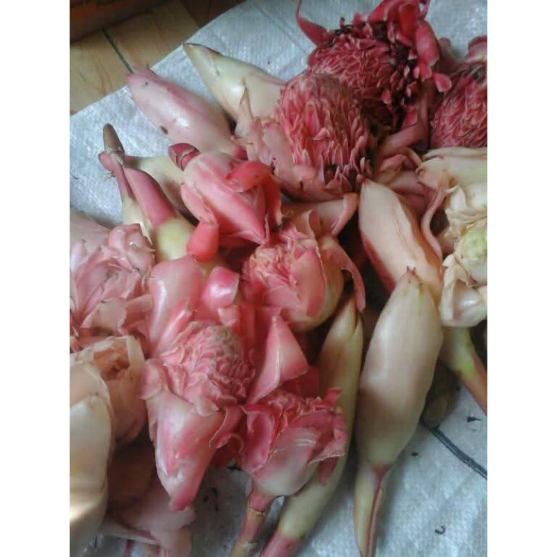 

KECOMBRANGSATUBUTIRCUMADUWARIBURUPIAH