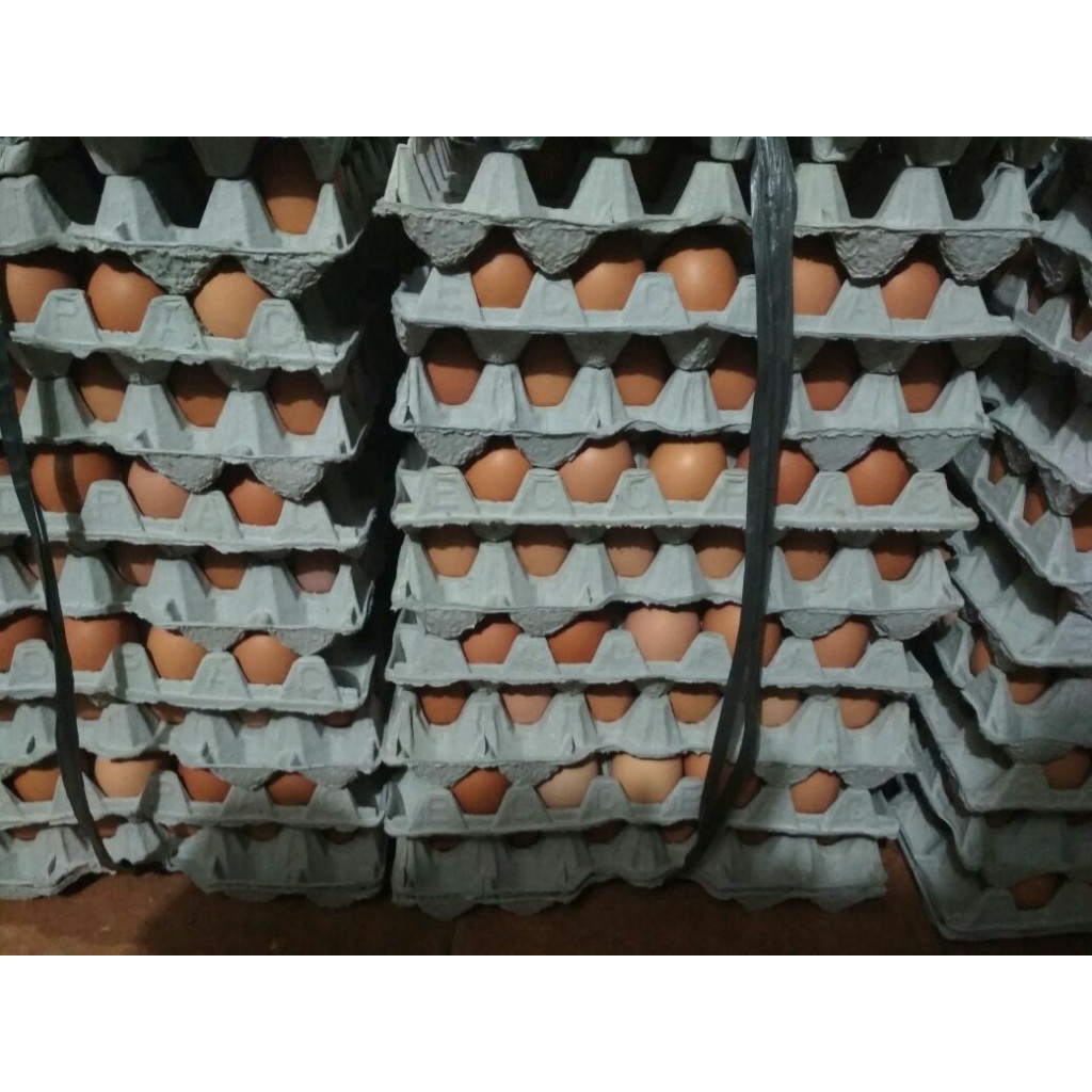 

Telur Ayam Negeri 1 kg