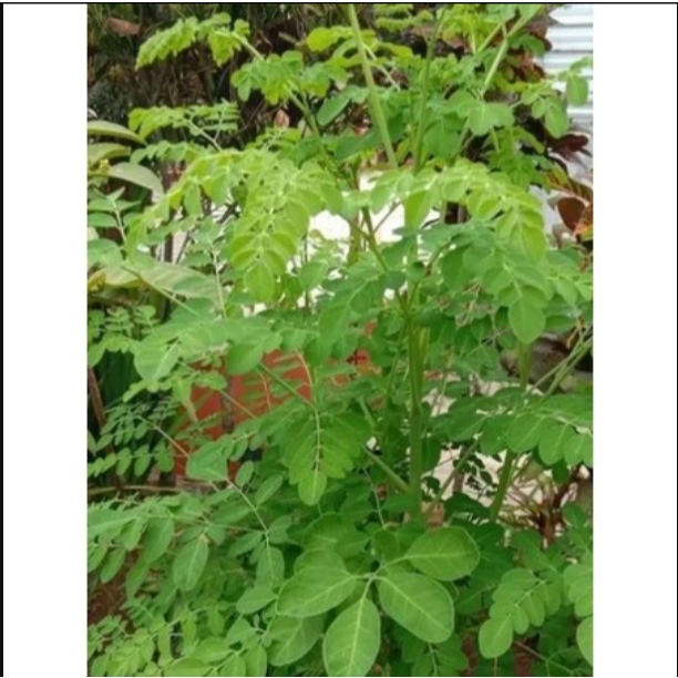

DAUN KELOR SEGAR / Daun kelor obat herbal kolesterolDAUN KELOR SEGAR / Daun kelor segar di petik saat order masuk ada 3 varian berat; --- 100 gram / 1 0ns --- 250 gram --- 500 gram / 1/2 kg Silahkan pilih di varian MANFAAT DAUN KELOR UNTUK KESEH