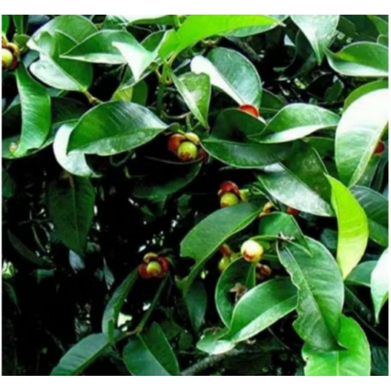 

daun manggis herbal alami fresh 1 kg