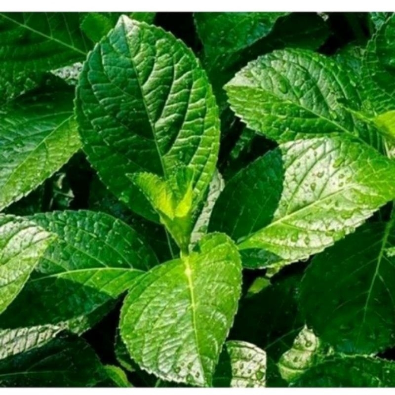 

Daun keji beling segar 1kg