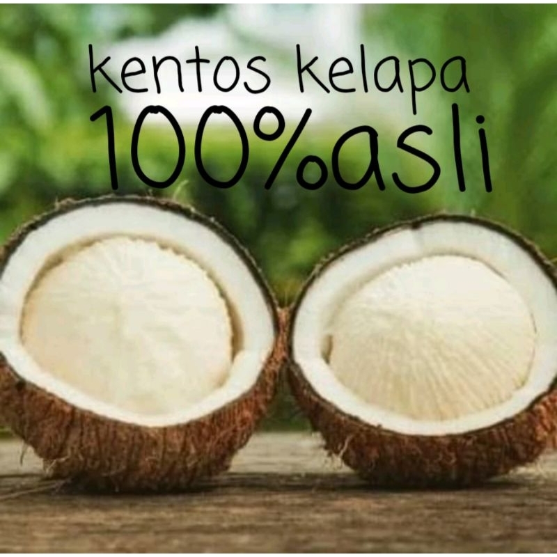 

kentos kelapa asli/ukuran besar+kelapanya