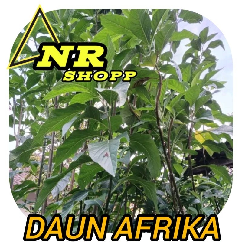 

Daun Sambungnyawa Atau Daun afrika Fresh 250gram