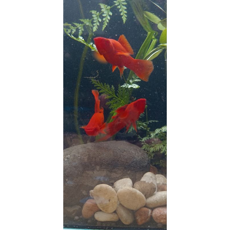 platy bloodred firecraker, platy bloodred, platy ekor pedang