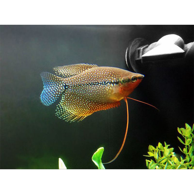 Sepat Mutiara 3-4cm | Pearl Gourami hiasan aquarium