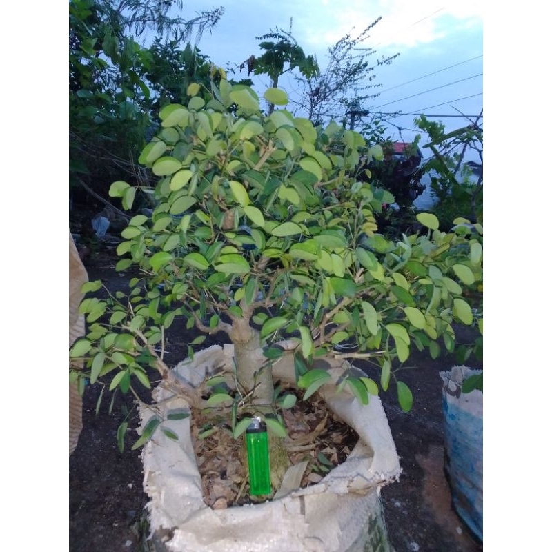 BAHAN BONSAI ASEM KRANJI