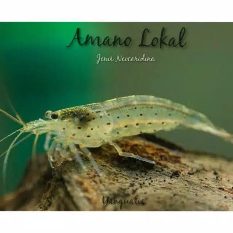 udang hias Aquascape Amano shrimp isi 50