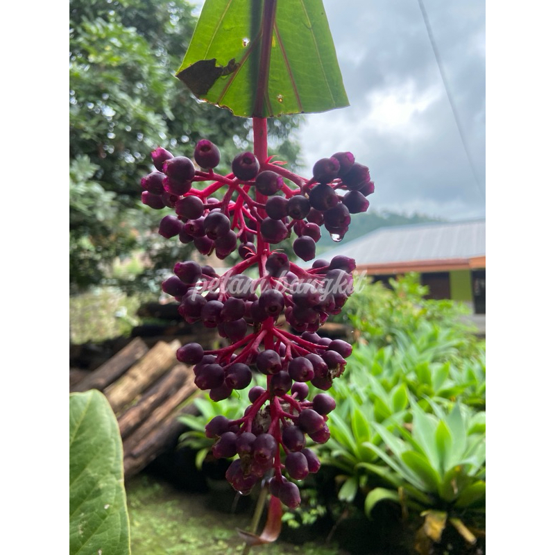 

buah parijoto segar 100g