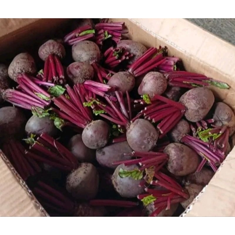 

terlaris buah bit beet root organik 1kg fresh petik kebun