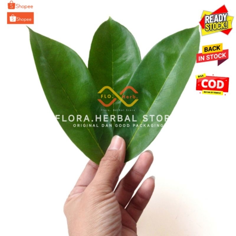 

Daun sirsak segar I herbal daun sirsak daun herbal perlembar herbal multikhasiat