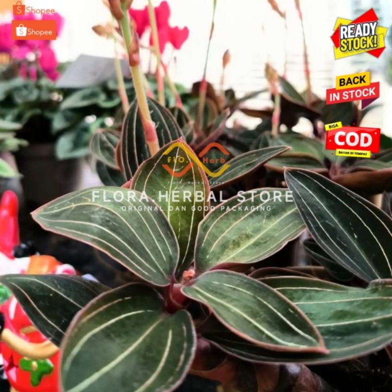 Tanaman hias jawel orchid ludisia discolour | kiaksara serat tiga