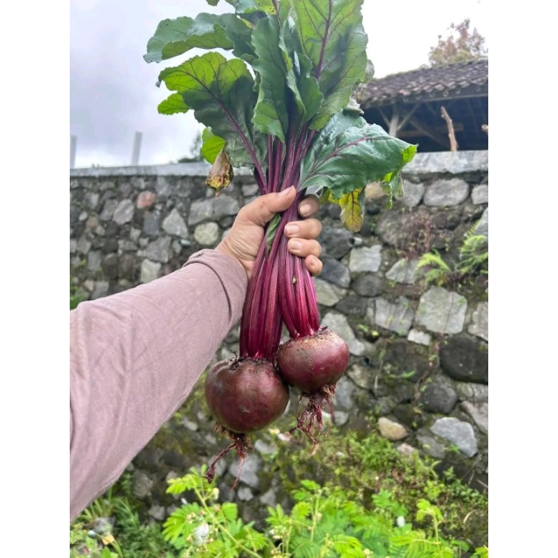 

Termurah Terlaris Buah Bit Buah Pengobatan Kesehatan organik segar 1 kg