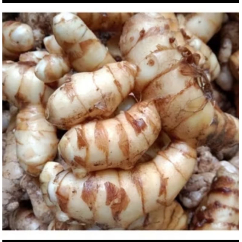 

New.kunyit putih segar 1kg/fresh langsung dari kebun