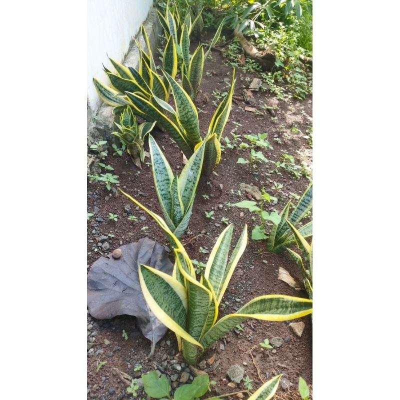 tanaman lidah mertua golden flame