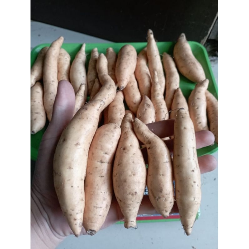 

ubi Cilembu mini mentah