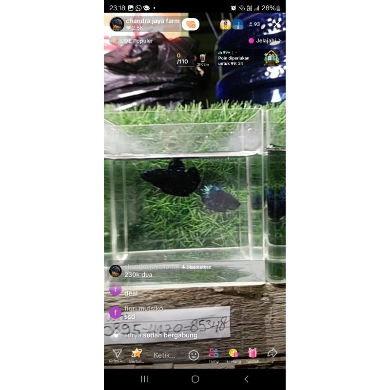 

gliter & stardust gliter