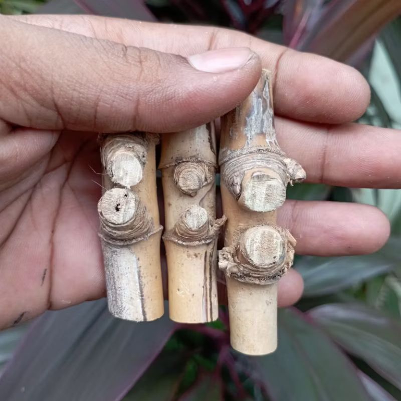 Koleksi bambu petuk Bambu piring petuk