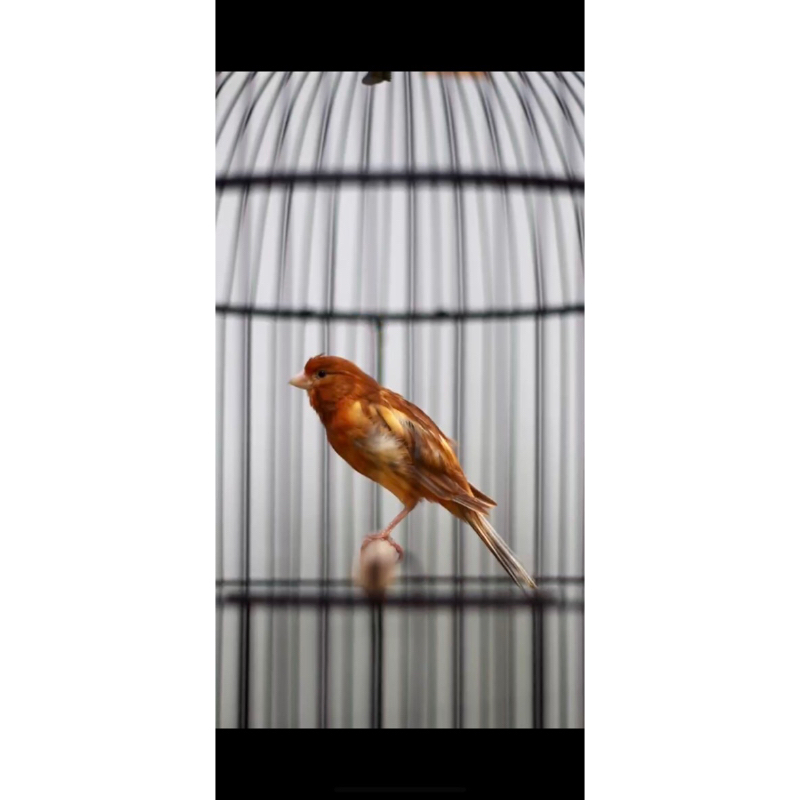 KENARI LOPER MERLOK/BLACKRED GACOR