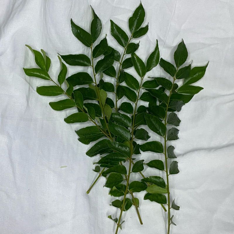 

Daun kari/Daun salam koja/Daun temurui.stok selalu ready.silahkan diorder